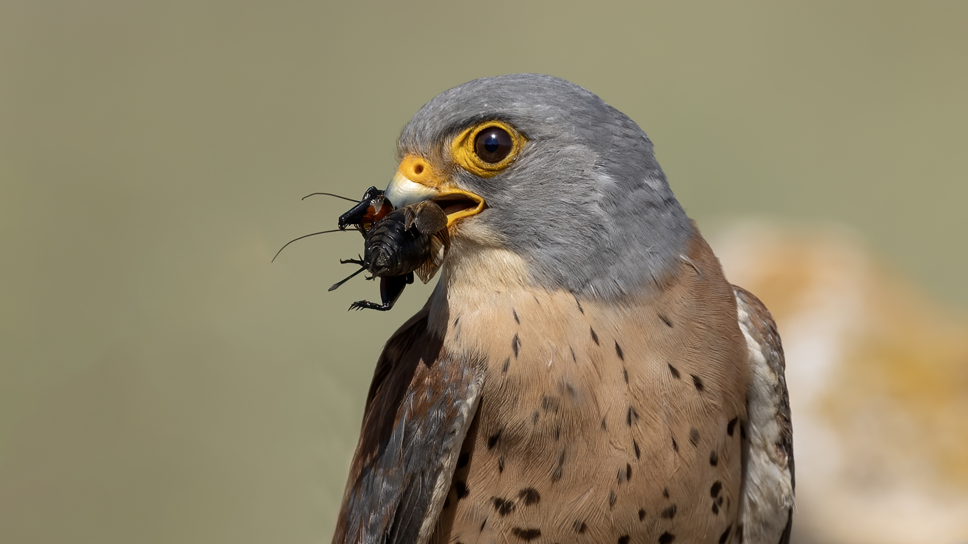 Lesser Kestrel